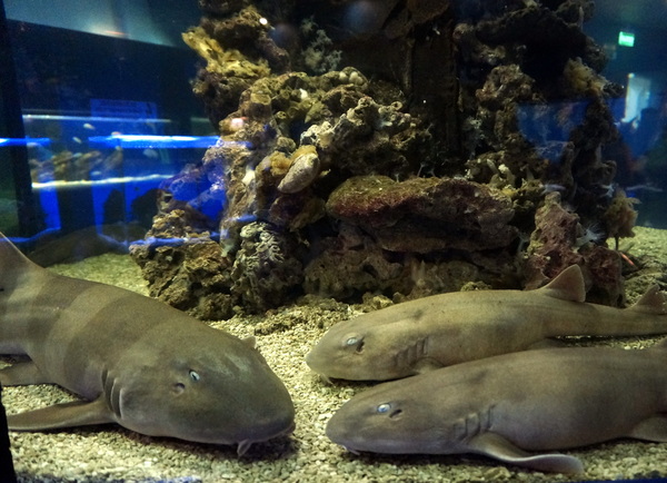 Музей Мирового океана в Калининграде аквариумы