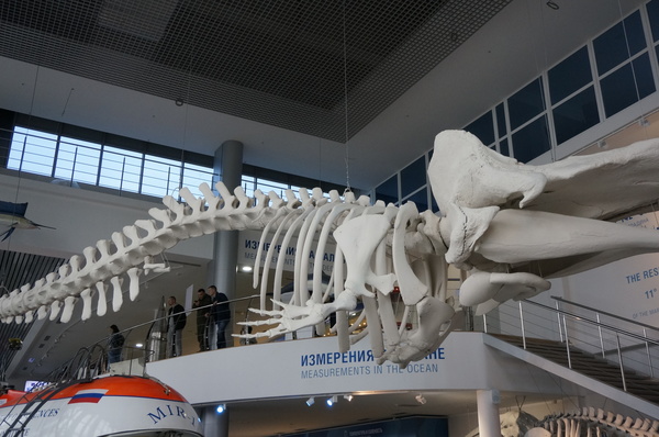 Музей Мирового океана в Калининграде скелет