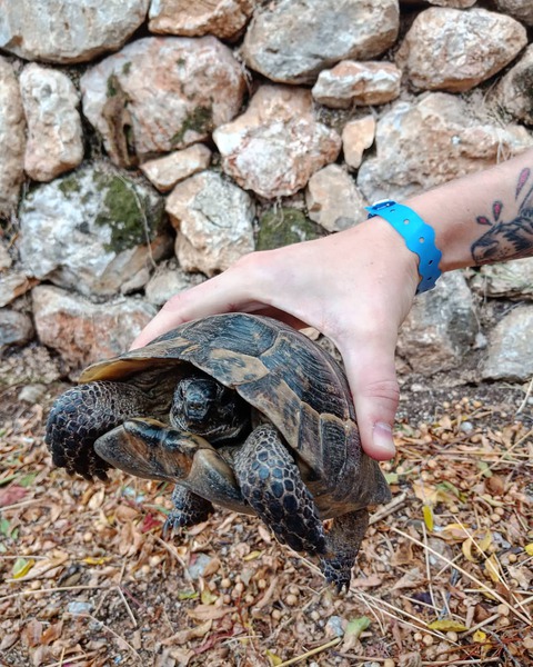 Турция в мае черепахи